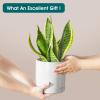 vancasso Ceramic Planters, Plant Pots for Indoor Plants, 6.25+8.25+10.25 Inch Ceramic Pots for Plants, Flower Pots with Drainage Holes (Gray, 6.25+8.25+10.25 Inch)(White)