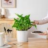 vancasso Ceramic Planters, Plant Pots for Indoor Plants, 6.25+8.25+10.25 Inch Ceramic Pots for Plants, Flower Pots with Drainage Holes (Gray, 6.25+8.25+10.25 Inch)(White)